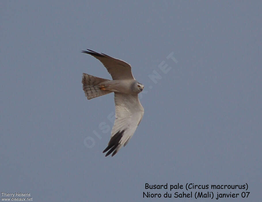 Pallid Harrier male adult, Flight