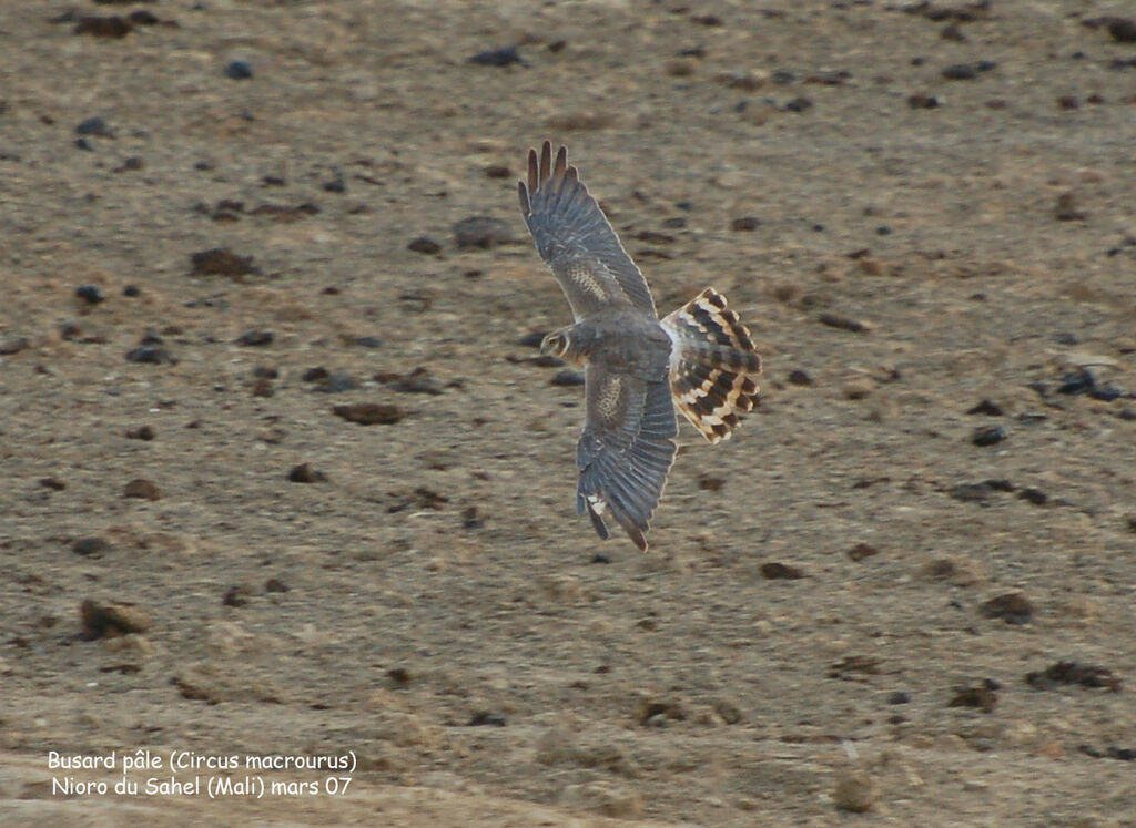 Pallid Harrier female