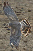 Pallid Harrier