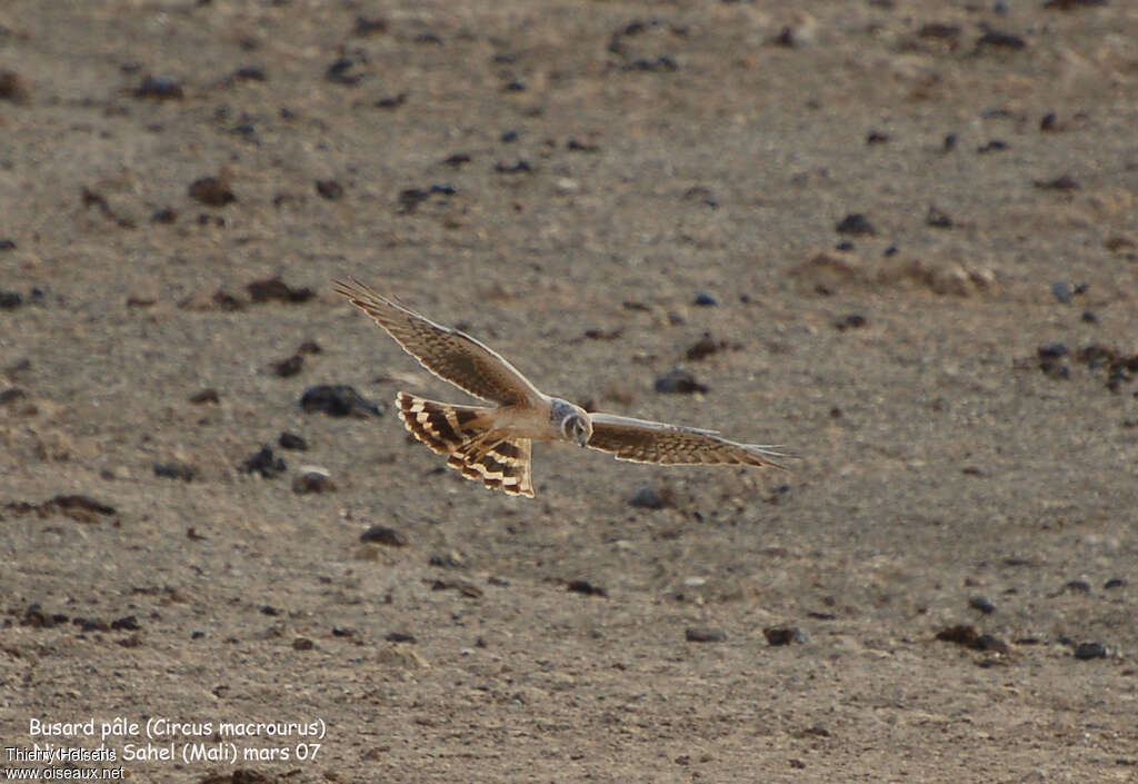 Pallid Harrier male immature, Flight, fishing/hunting