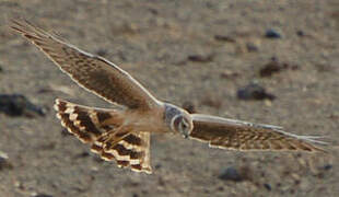 Pallid Harrier