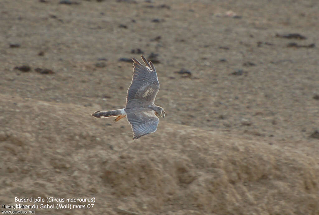 Pallid Harrier