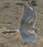 Pallid Harrier