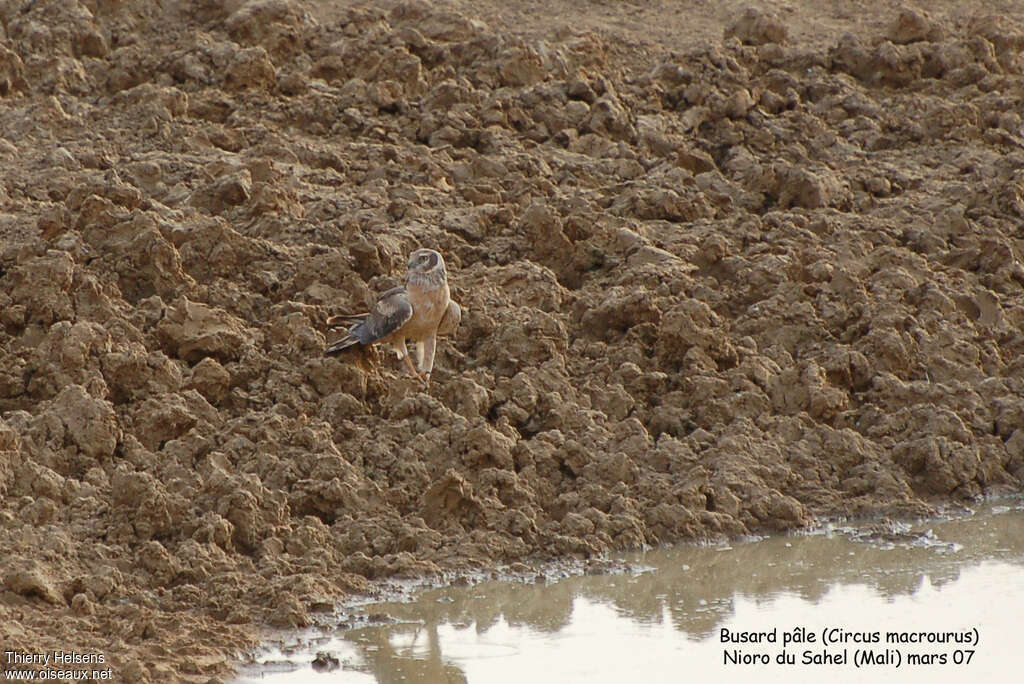 Pallid Harrier male immature, pigmentation