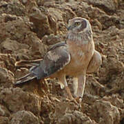 Pallid Harrier