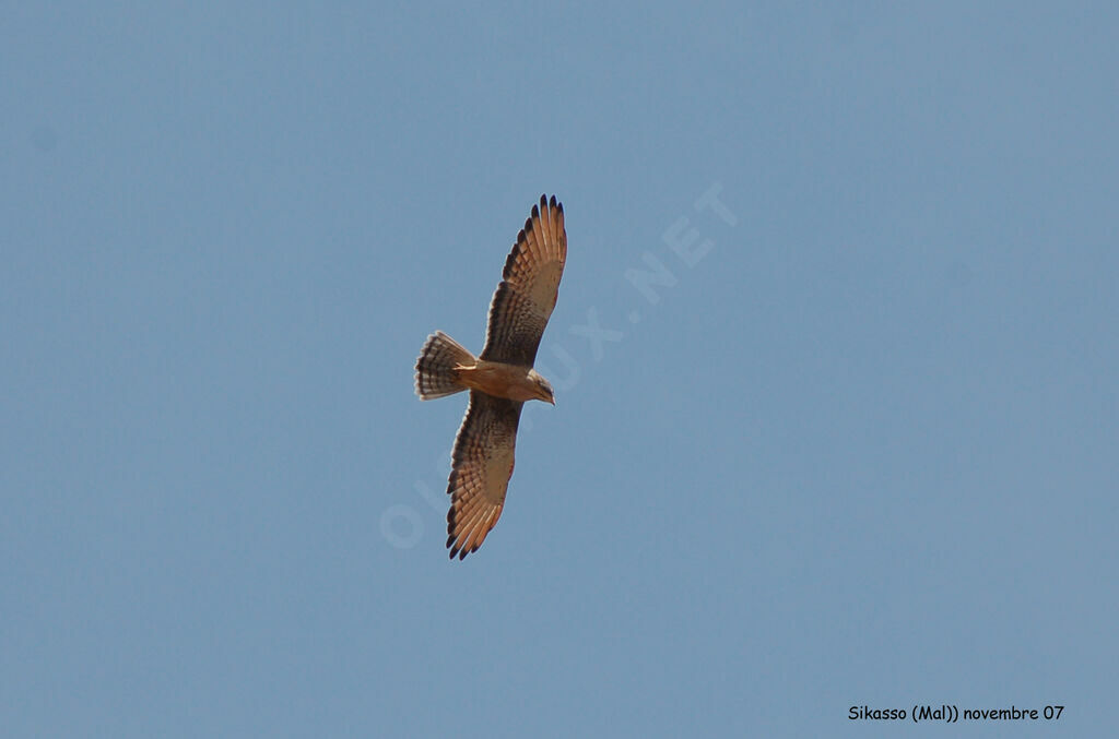 Grasshopper Buzzard