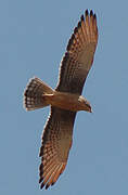 Grasshopper Buzzard