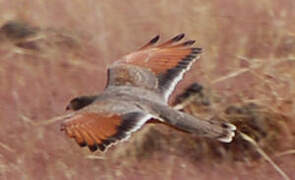 Grasshopper Buzzard