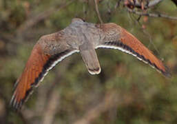 Grasshopper Buzzard