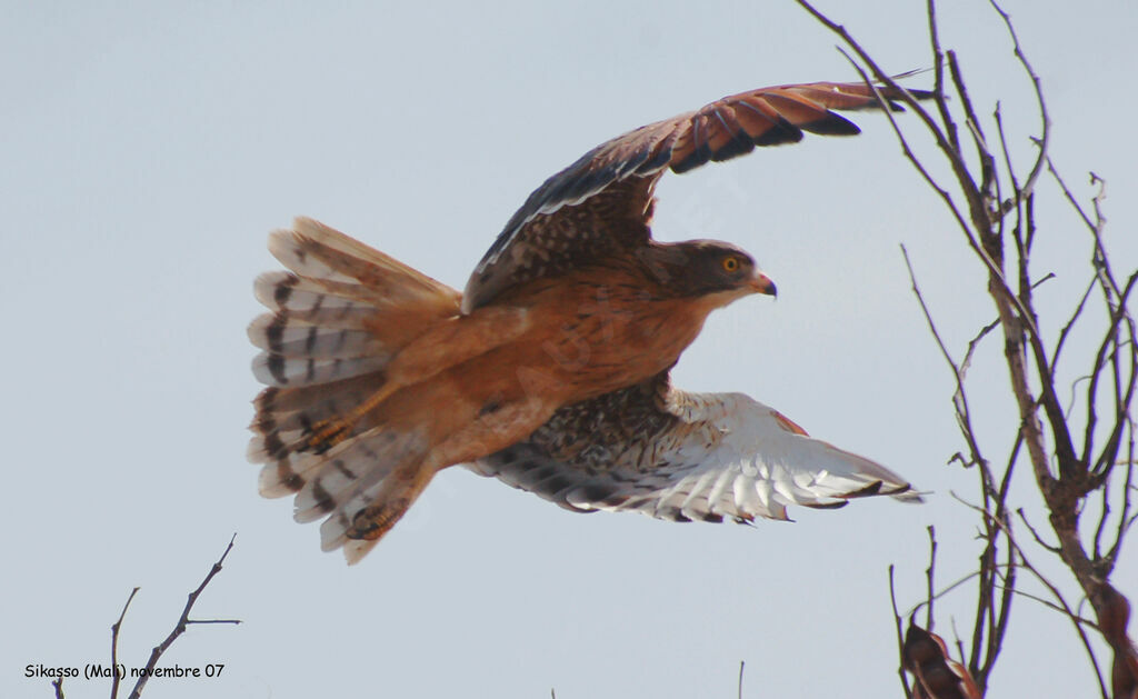 Grasshopper Buzzard