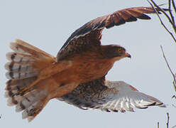 Grasshopper Buzzard