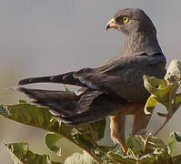 Grasshopper Buzzard