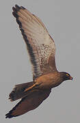 Grasshopper Buzzard