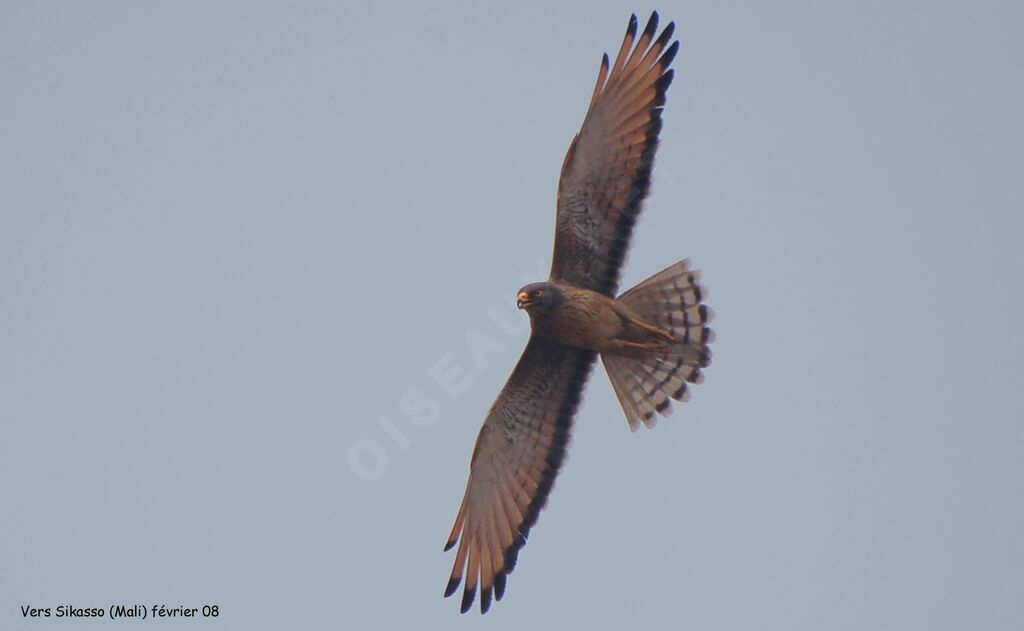 Grasshopper Buzzard