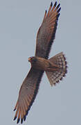 Grasshopper Buzzard