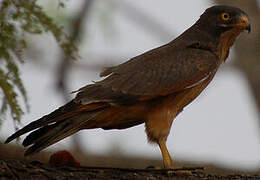 Grasshopper Buzzard