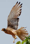 Grasshopper Buzzard