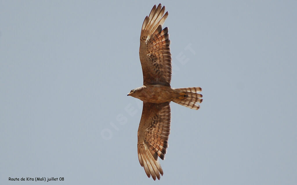 Grasshopper Buzzard