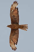 Grasshopper Buzzard