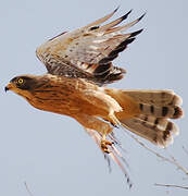 Grasshopper Buzzard