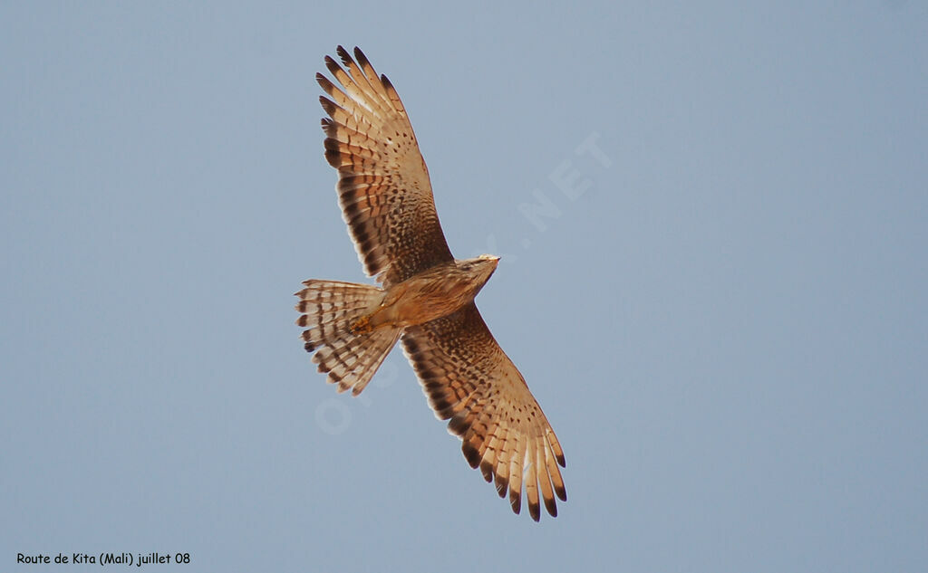 Grasshopper Buzzard