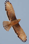 Grasshopper Buzzard