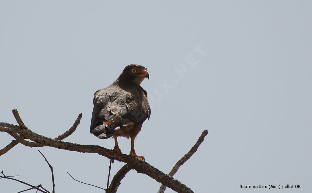 Grasshopper Buzzard