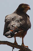 Grasshopper Buzzard