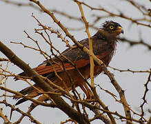 Grasshopper Buzzard