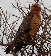 Grasshopper Buzzard