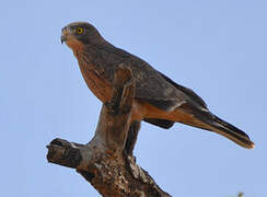 Grasshopper Buzzard