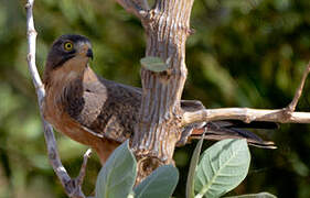 Grasshopper Buzzard