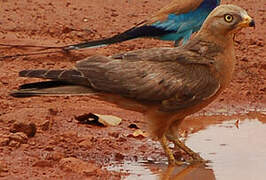 Grasshopper Buzzard