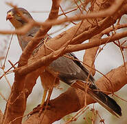 Grasshopper Buzzard