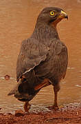 Grasshopper Buzzard