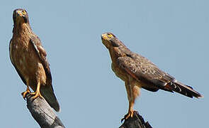 Grasshopper Buzzard