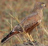 Grasshopper Buzzard