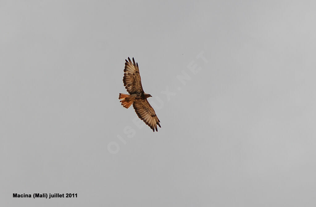 Red-necked Buzzard, Flight