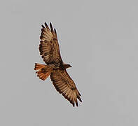 Red-necked Buzzard