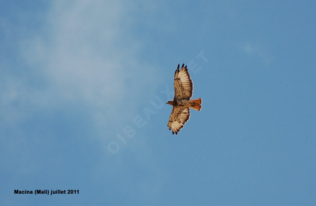 Red-necked Buzzardadult, Flight