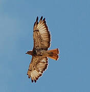 Red-necked Buzzard