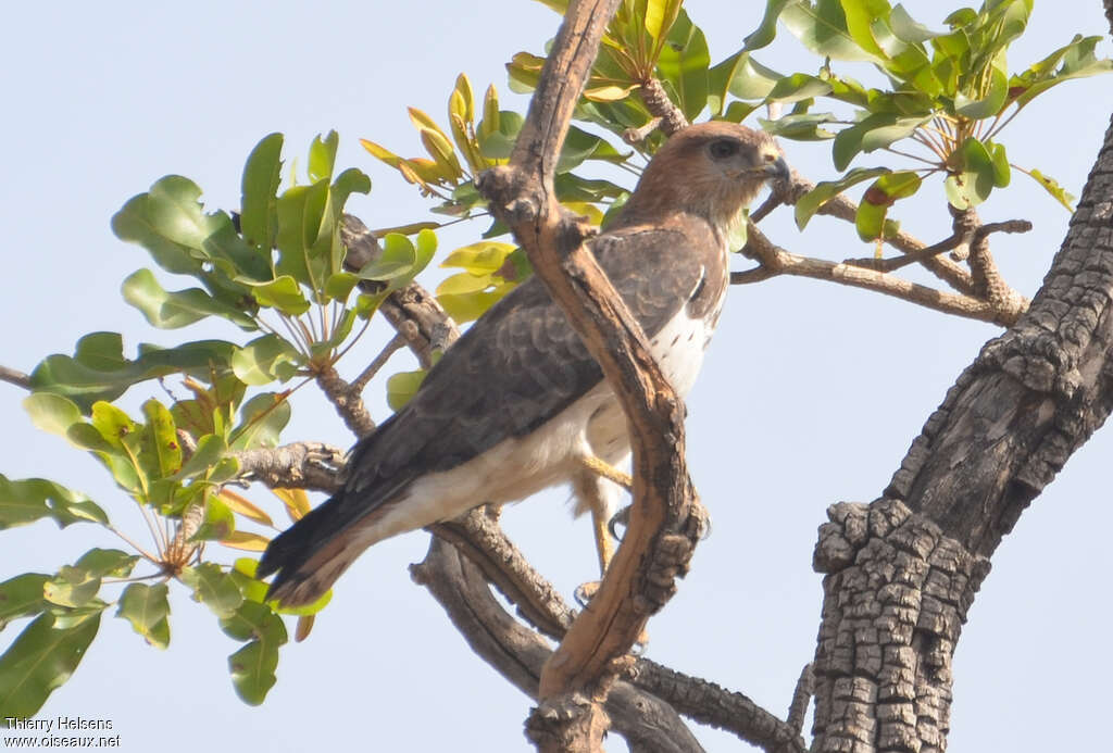 Red-necked Buzzardadult, identification