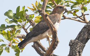 Red-necked Buzzard