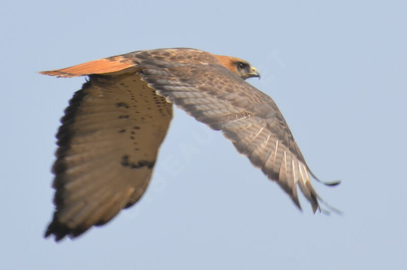 Red-necked Buzzardadult, Flight