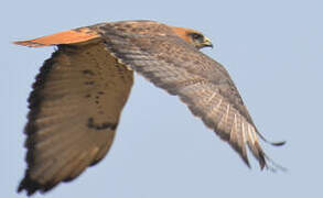 Red-necked Buzzard