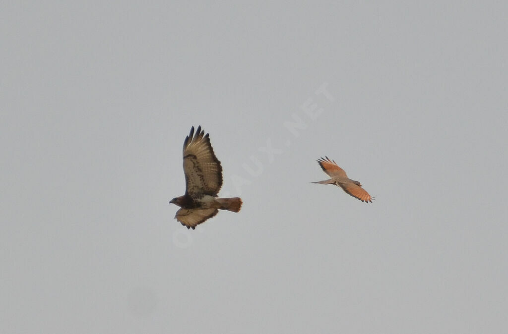 Red-necked Buzzard