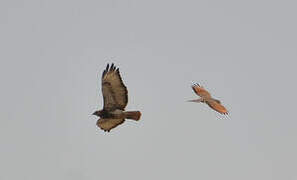 Red-necked Buzzard