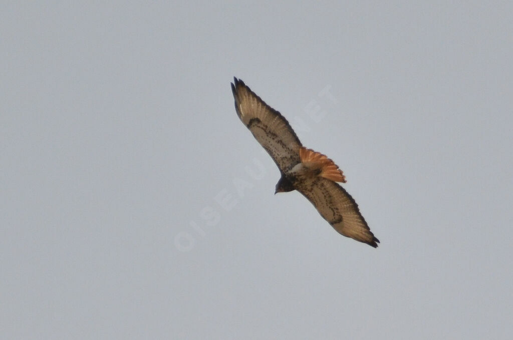 Red-necked Buzzard