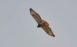 Red-necked Buzzard