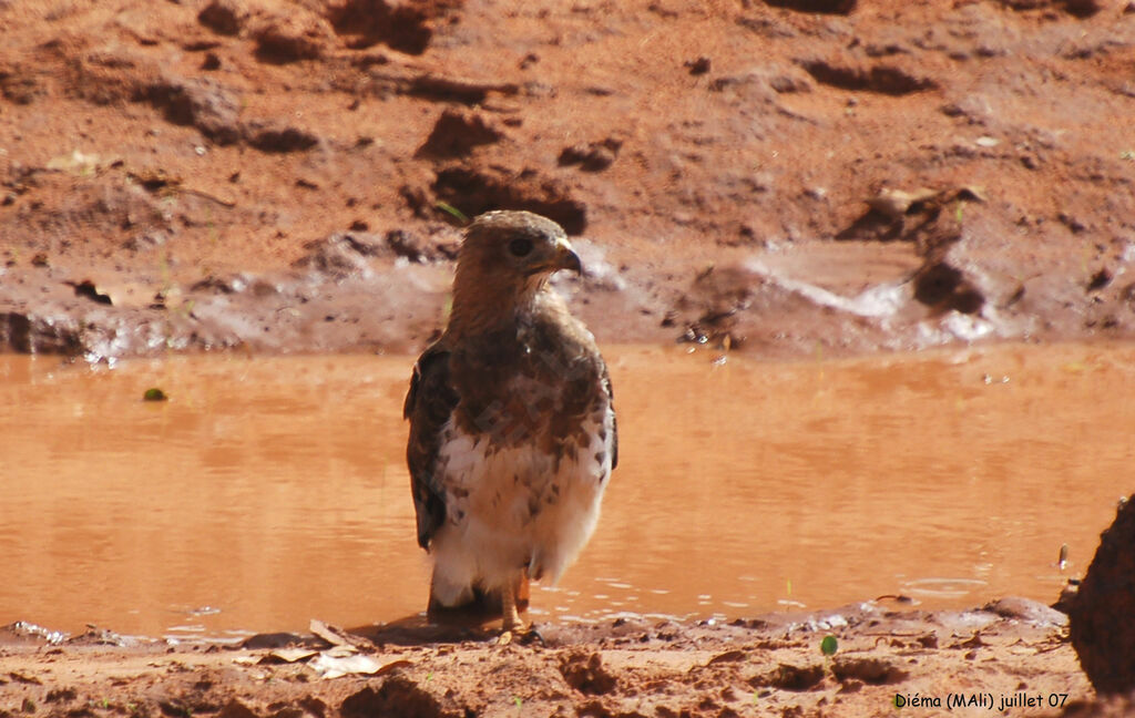 Red-necked Buzzard